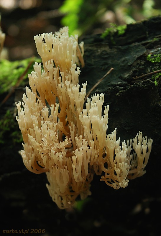 W gęstym lesie...
Świecznica rozgałęziona
[i]Artomyces pyxidatus[/i]
Słowa kluczowe: grzyb,las