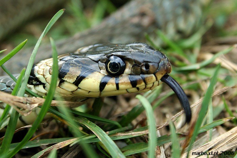 Zaskroniec zwyczajny
[i]Natrix natrix[/i]
Słowa kluczowe: wąż,gad