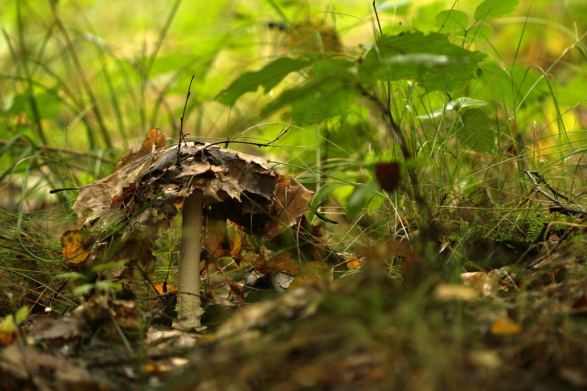 Liściasty kapelusz
Słowa kluczowe: grzyb,zielony,las