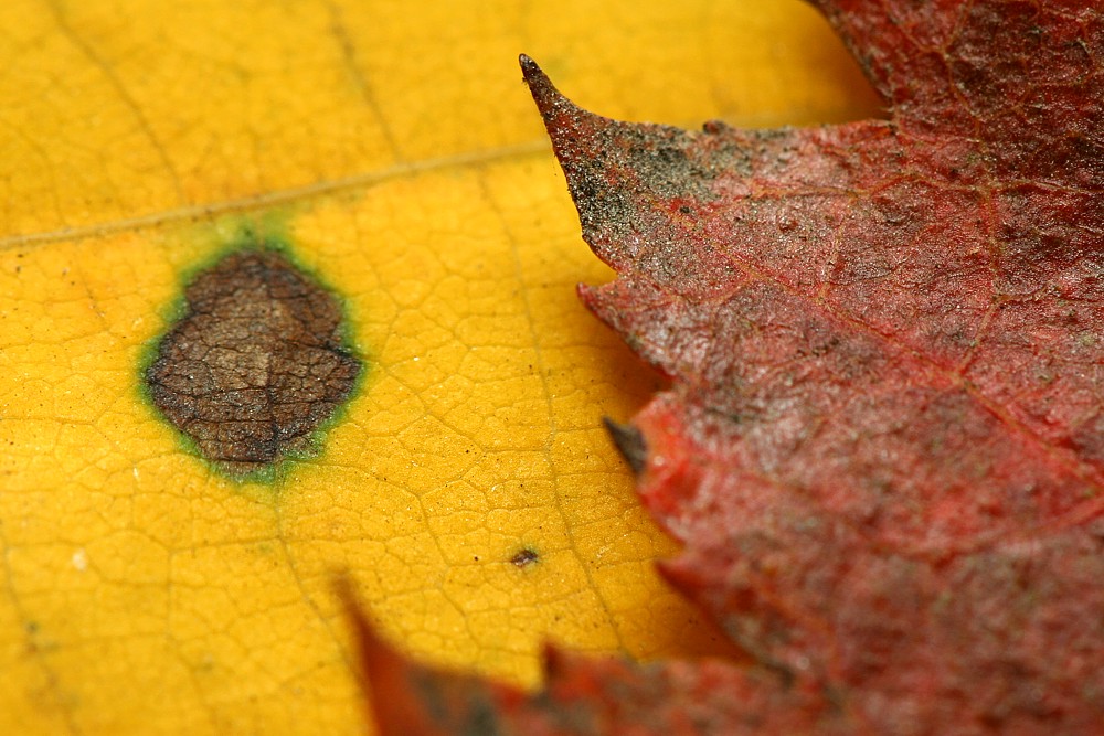 Jesienne liście
Słowa kluczowe: liść,żółty