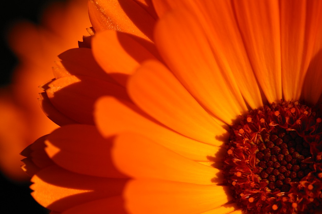Kwiat nagietka
Jesiennie
Słowa kluczowe: pomarańczowy,kwiat