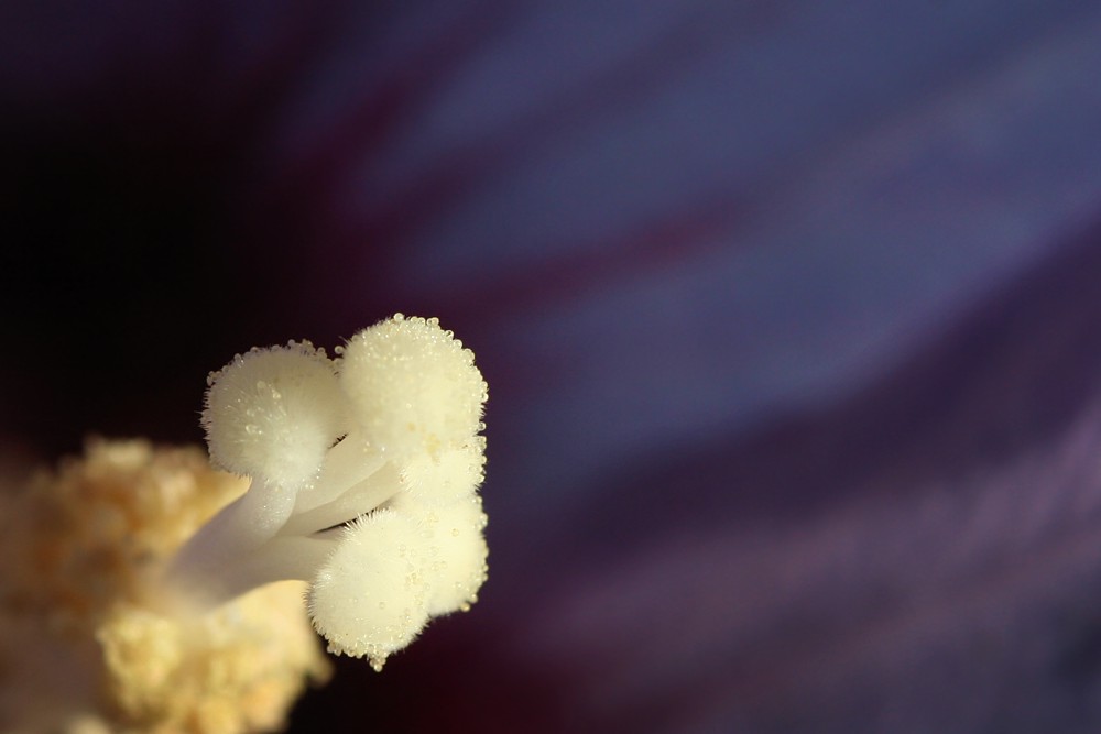 Violet
Słowa kluczowe: kwiat,fioletowy
