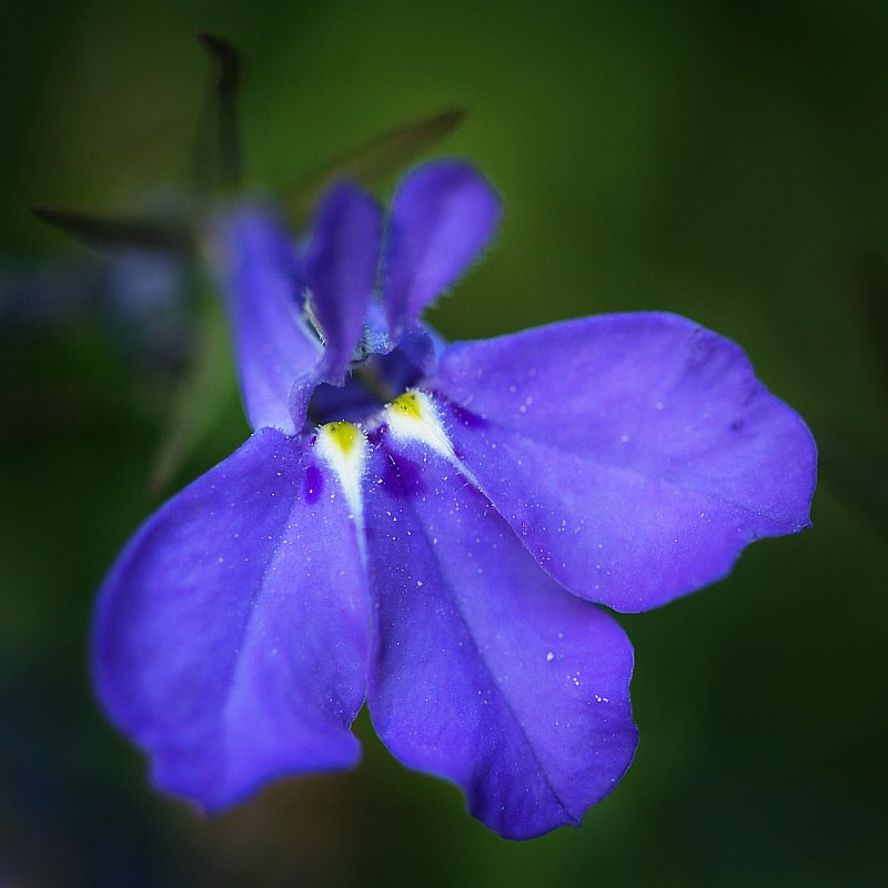 Lobelia Blue
Słowa kluczowe: kwiat,niebieski