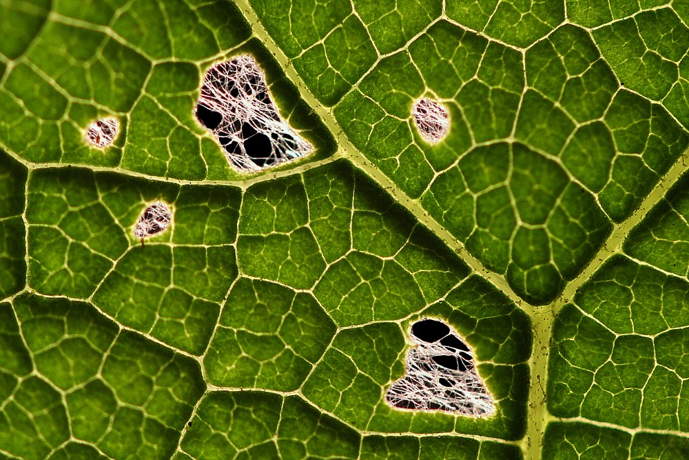 Osteoporoza liścia
Słowa kluczowe: zielony,liść