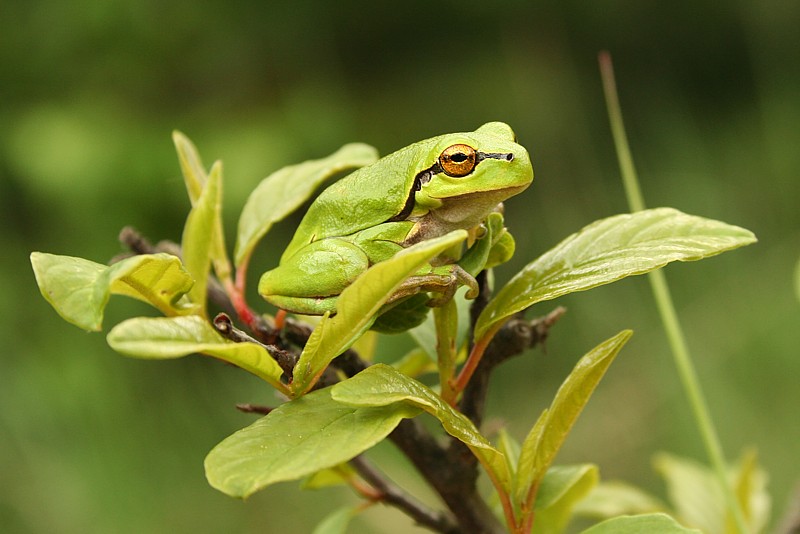 Rzekotka drzewna
Słowa kluczowe: żaba,płaz,zielony