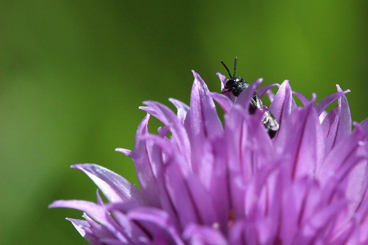 Zapylacz
Słowa kluczowe: owad,pszczoła,fioletowy