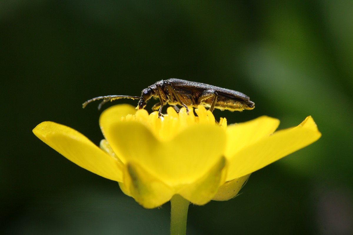 Chrząszcz pyłkożerca
Słowa kluczowe: owad,chrząszcz,żółty