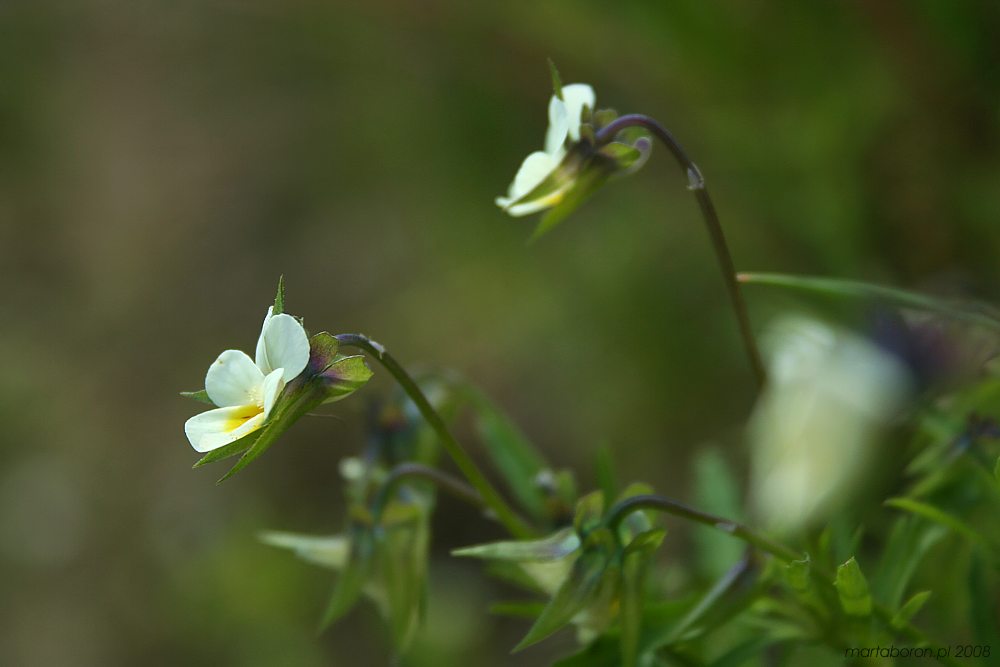 Fiołek trójbarwny
[i]Viola tricolor[/i]
Słowa kluczowe: kwiat,biały