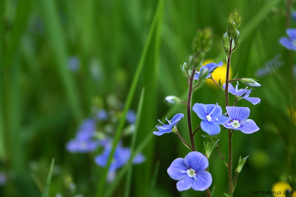 blue
Słowa kluczowe: kwiat,niebieski