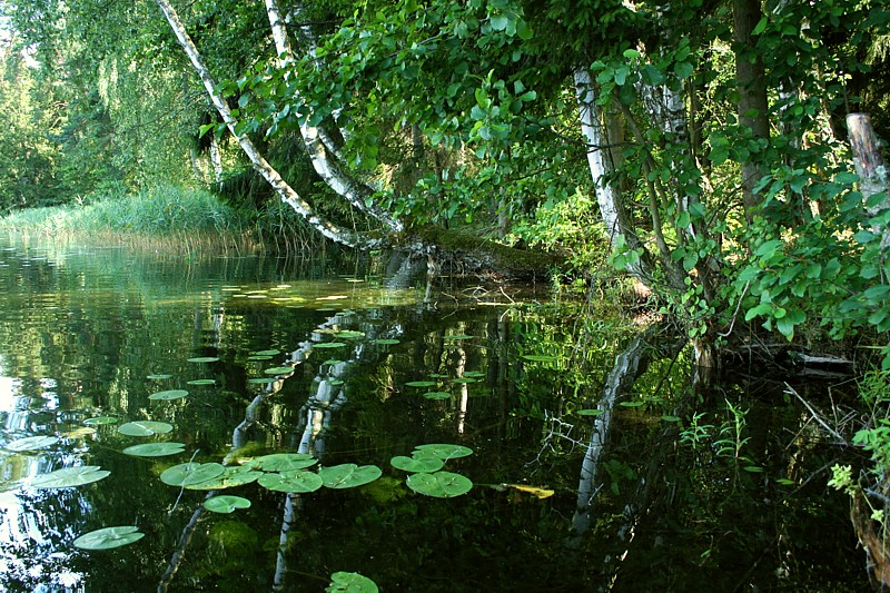 Wigierski Park Narodowy, 2006
Słowa kluczowe: woda,las