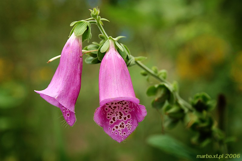 Naparstnica purpurowa
[i]Digitalis purpurea[/i]
Słowa kluczowe: kwiat,fioletowy