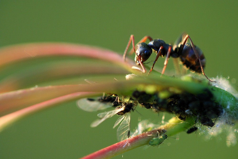 Mrówka z mszycami
Słowa kluczowe: owad,mrówka