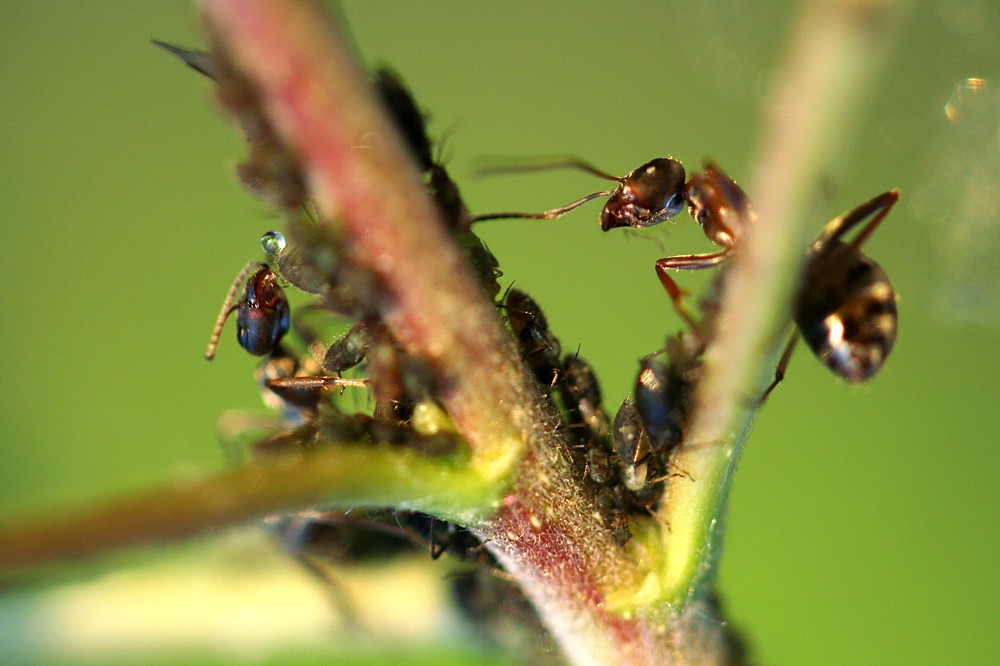 Mrówka z mszycami
 
Słowa kluczowe: owad,mrówka