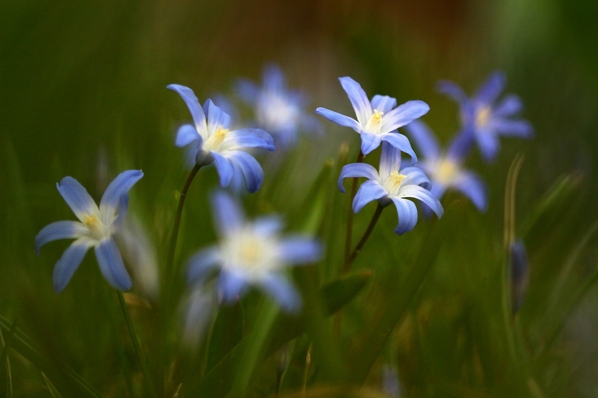Cebulica
[i]Scilla sp.[/i]
Słowa kluczowe: kwiat,niebieski