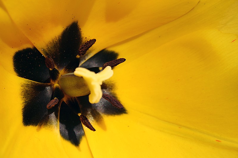 Tulipan
Słowa kluczowe: kwiat,żółty,wiosna