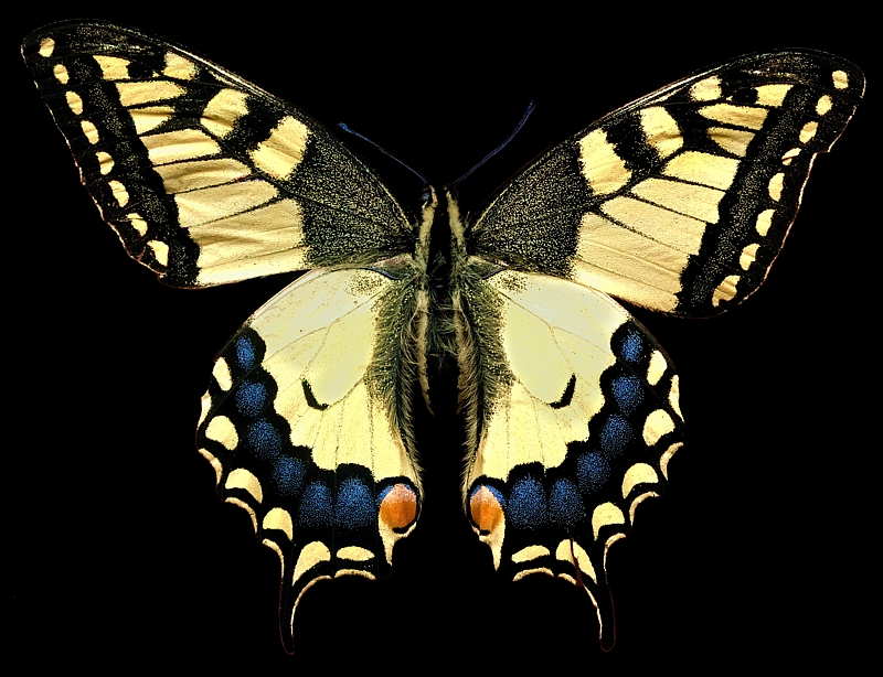 Paź królowej
Słowa kluczowe: owad,motyl,żółty
