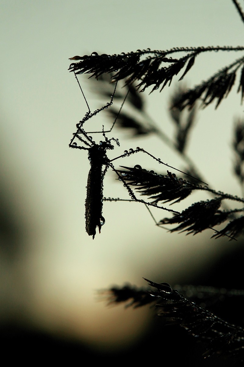 Koziułka
[i]Tipula sp.[/i]
Słowa kluczowe: owad,szary
