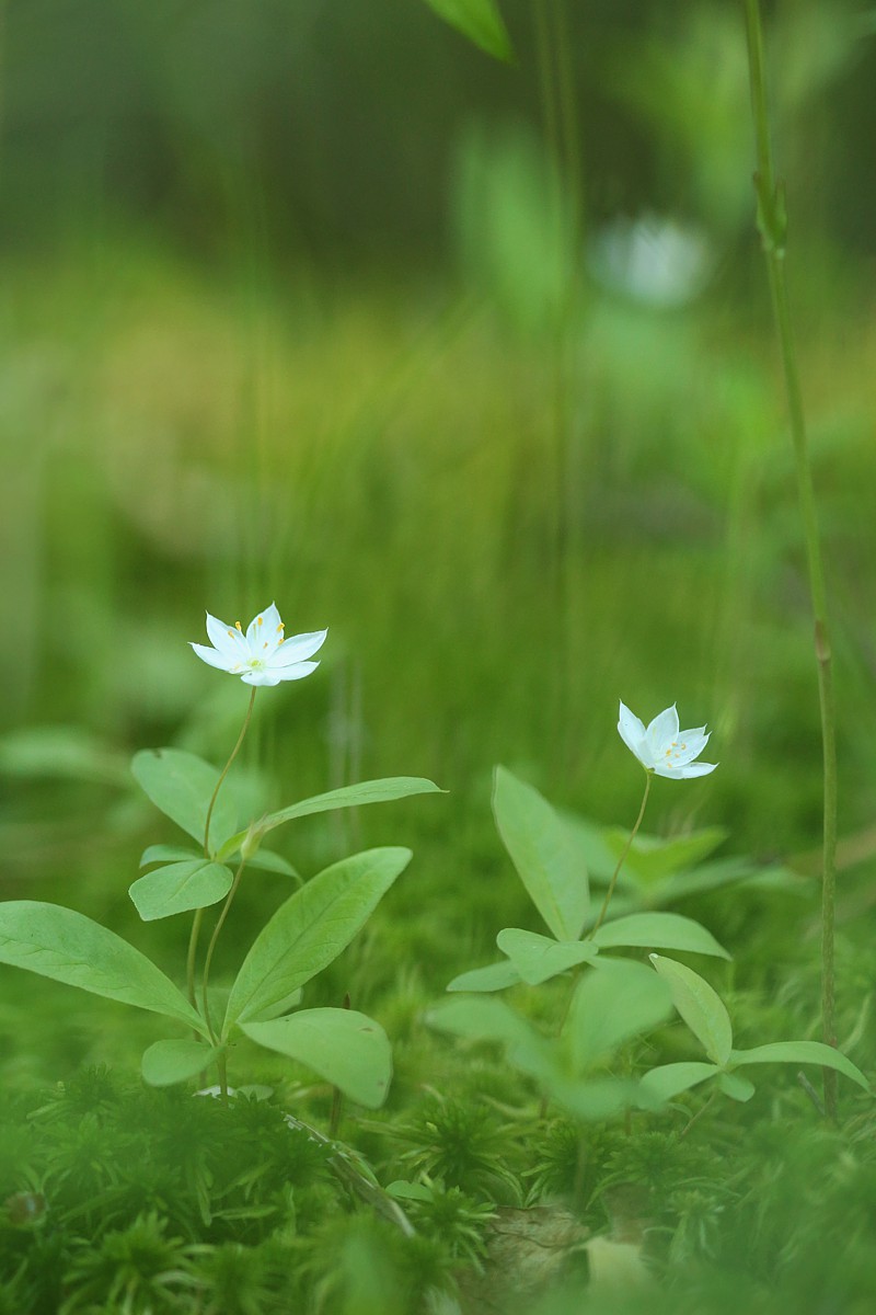 Kwiat
Słowa kluczowe: biały,zielony