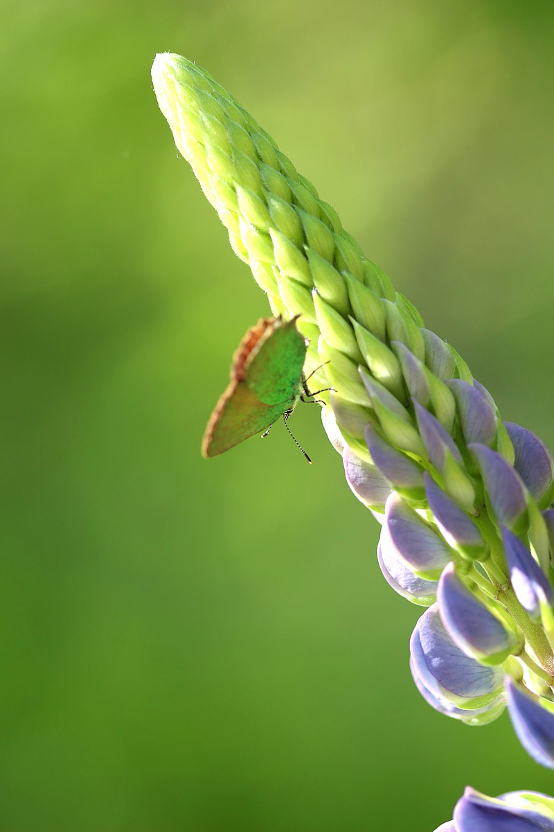 Zieleńczyk ostrężyniec
[i]Callophrys rubi[/i]
Słowa kluczowe: owad,zielony,motyl