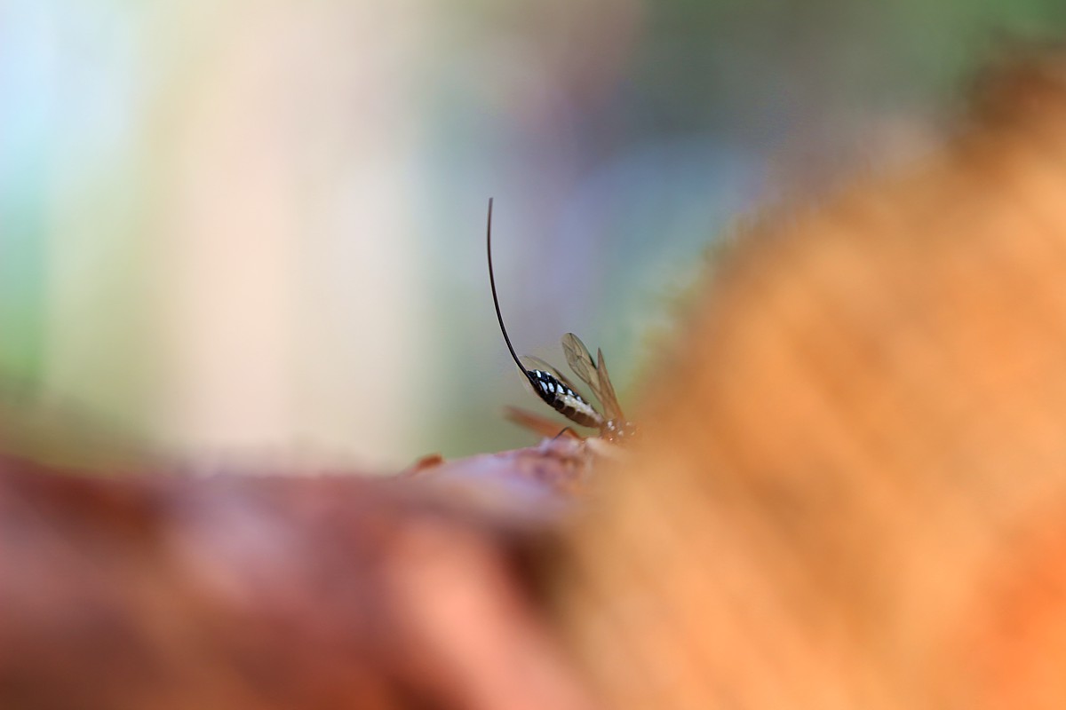 Zgłębiec trzpiennikowaty, samica
[i]Rhyssa persuasoria[/i]
Rezerwat przyrody Dolina Żabnika
Słowa kluczowe: owad