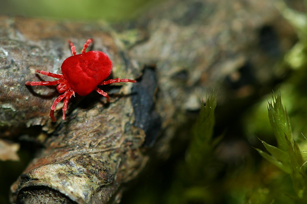 Roztocz: aksamitka, w biotopie leśnym
[i]Trombidium holosericeum[/i]
Słowa kluczowe: pająk,czerwony