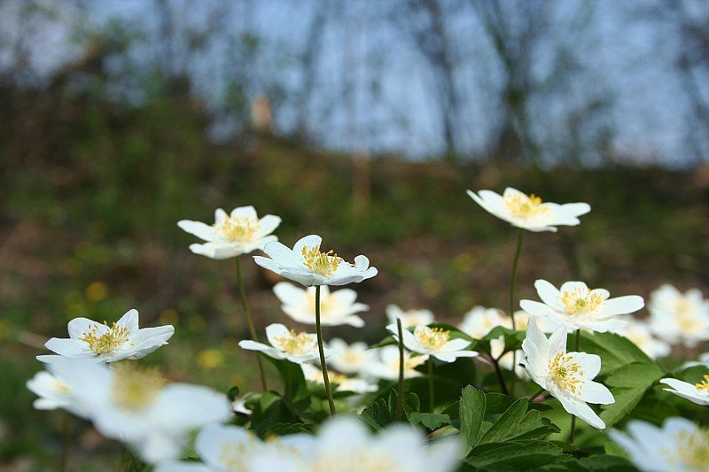 Zawilec gajowy
Słowa kluczowe: kwiat,biały,wiosna,las