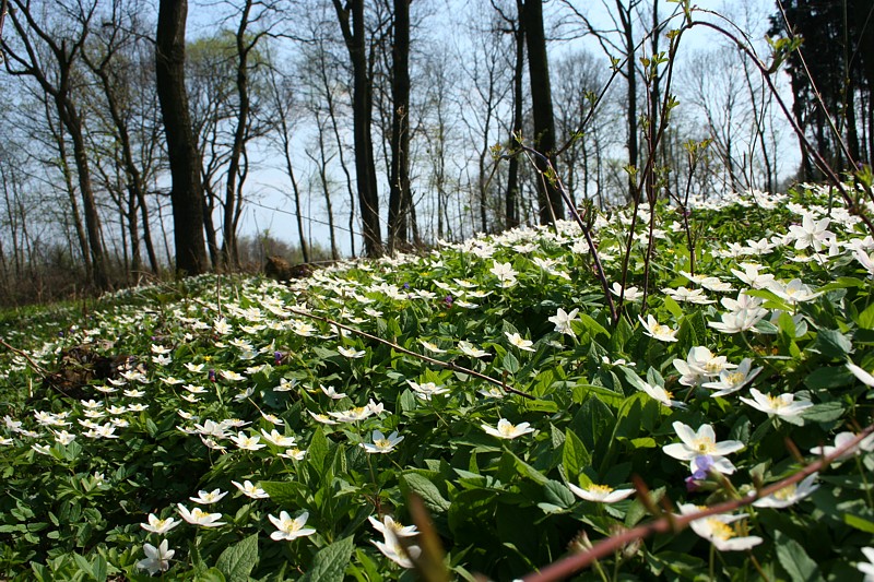Zawilec gajowy - gaj zawilcowy
Słowa kluczowe: las,wiosna,kwiat,biały