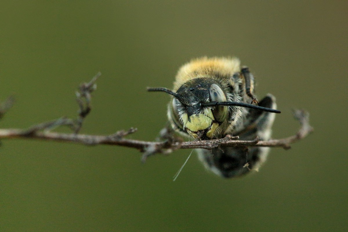 Dzika pszczoła
Słowa kluczowe: owad,pszczoła,zielony