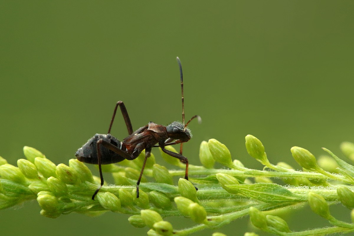 Smyczyk mrówkownik, larwa
[i]Alydus calcaratus[/i]
Słowa kluczowe: owad,pluskwiak,zielony,mrówka