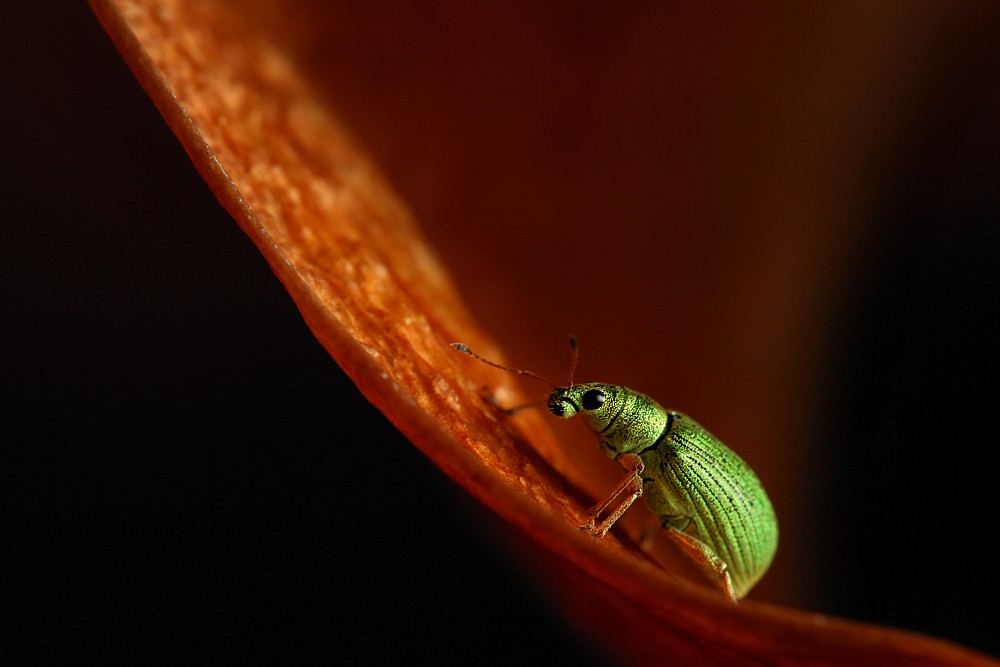 Zielony
Naliściak brzozowiak
[i]Phyllobius betulae[/i]
Słowa kluczowe: owad,zielony,chrząszcz